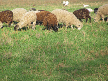 Grass fed Lamb